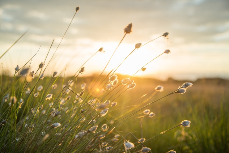 Reflections on Managing Pain Mindfully