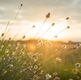 Reflections on Managing Pain Mindfully