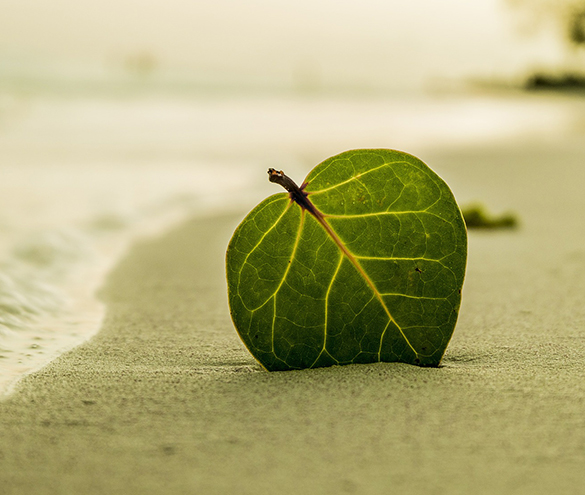 Establish Mindfulness: image